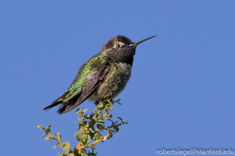 palo alto baylands